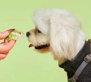 Freeze Dried Brussels Sprouts Half